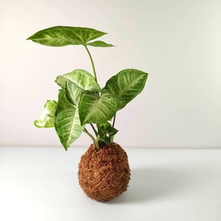 大豆蠟-兒童個人照